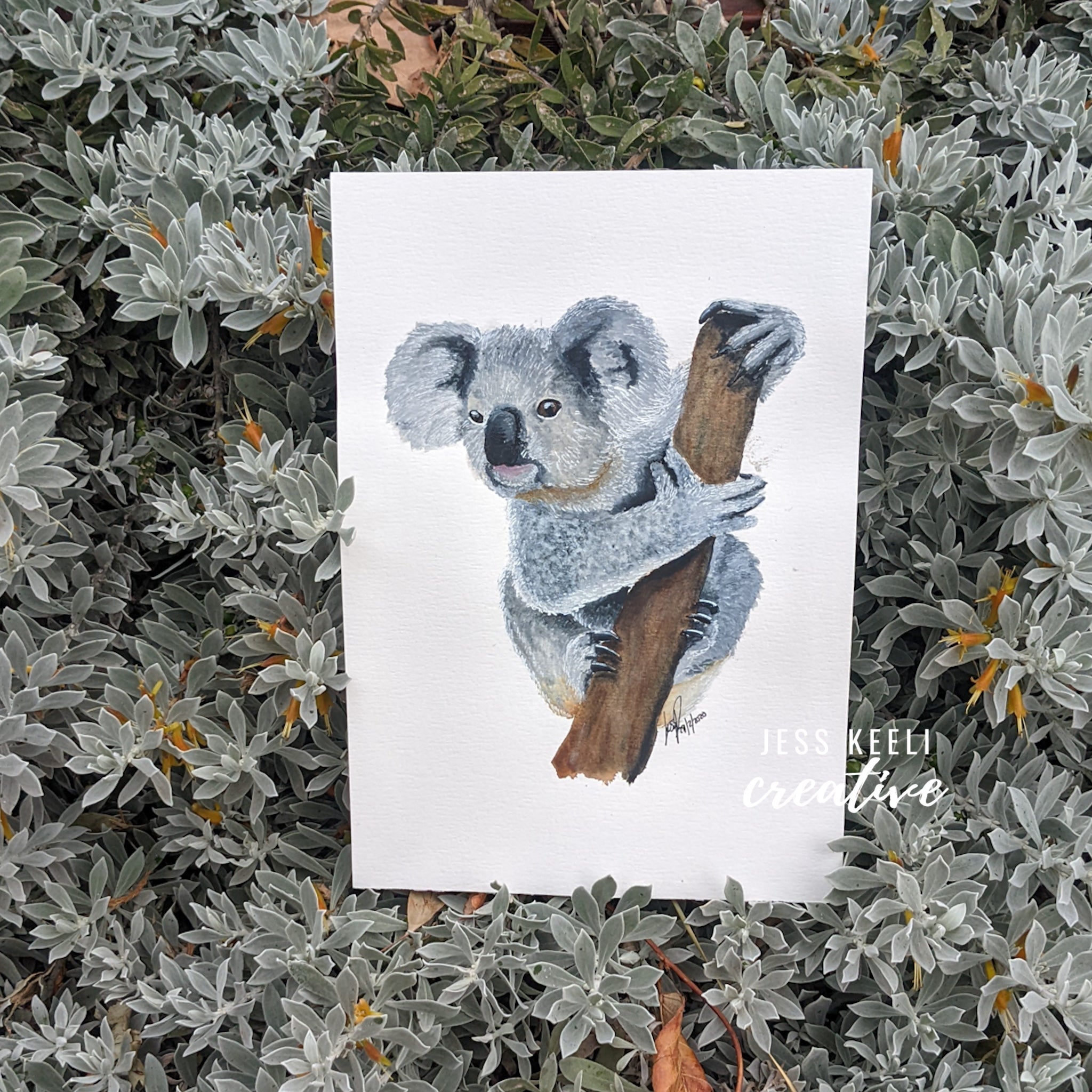 KENNY - Koala