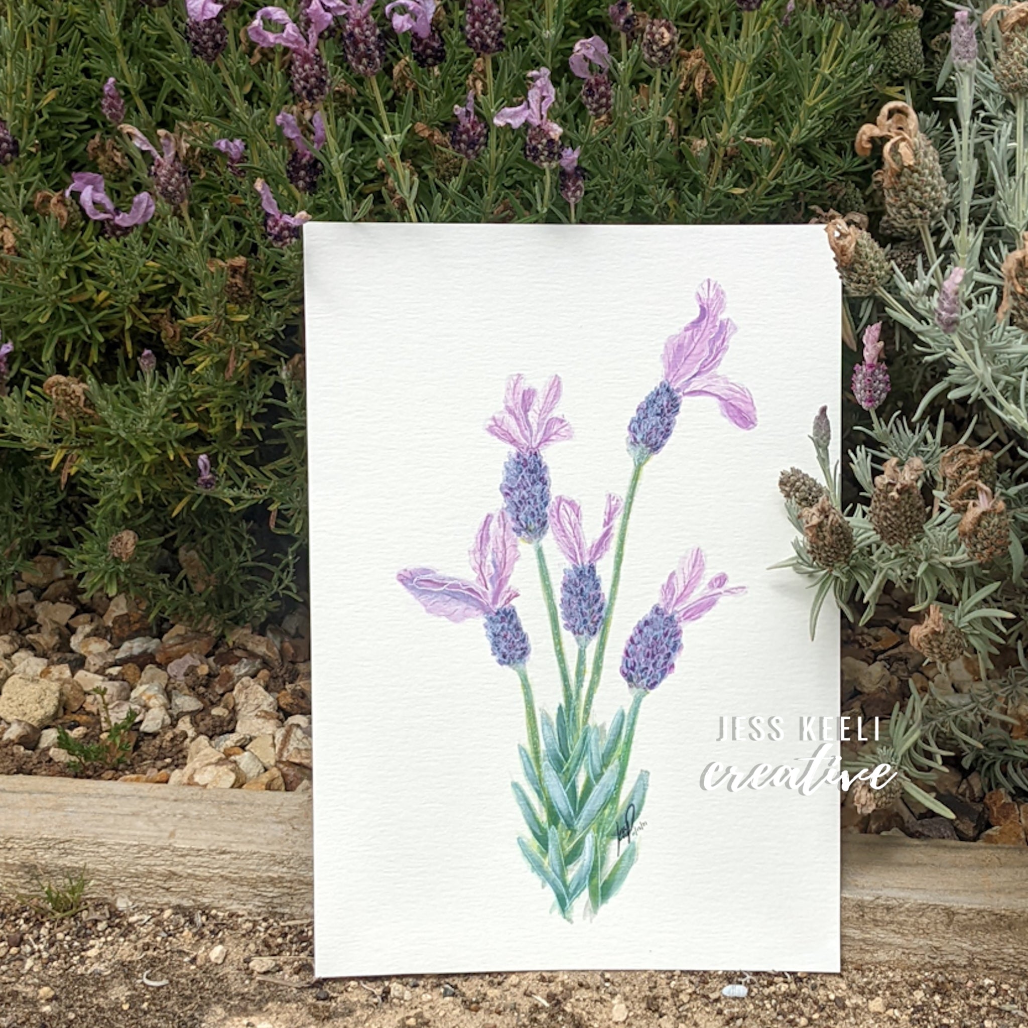 LACEY - French Lavender