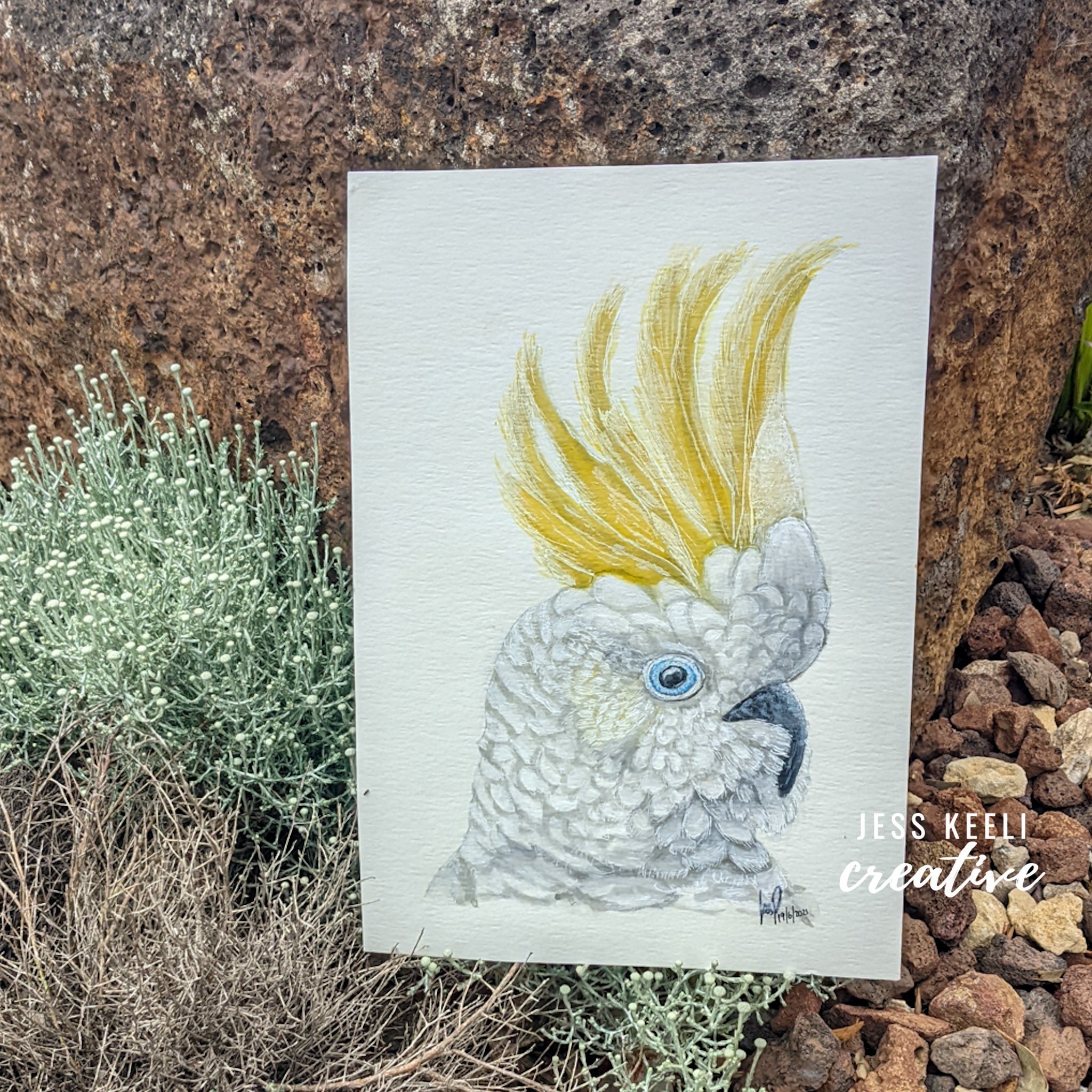 SHAZ - Sulphur Crested Cockatoo